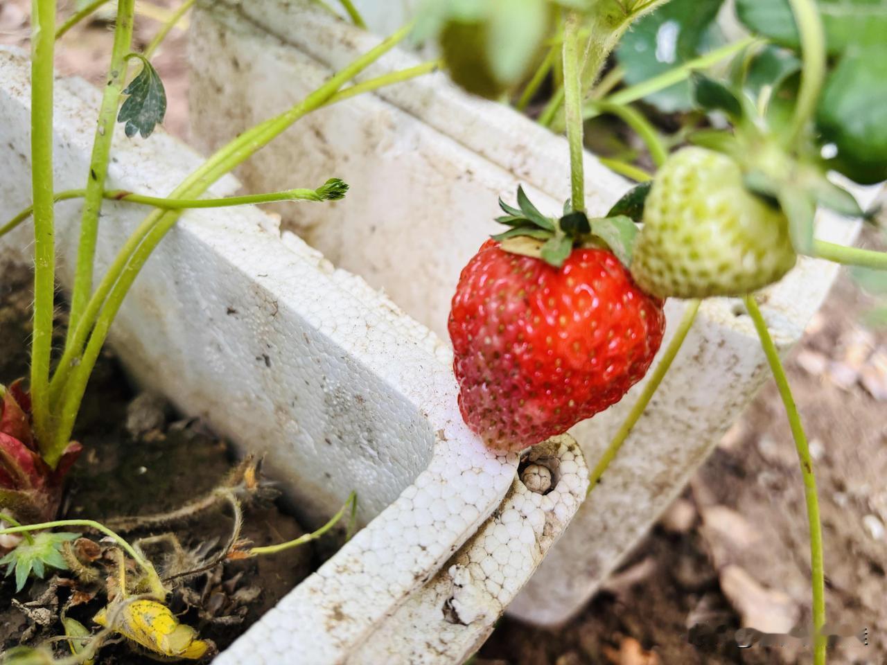 自己种的草莓🍓丰收喽
    摘下一颗亲手种的草莓，样子一般，放到嘴里，一下爆