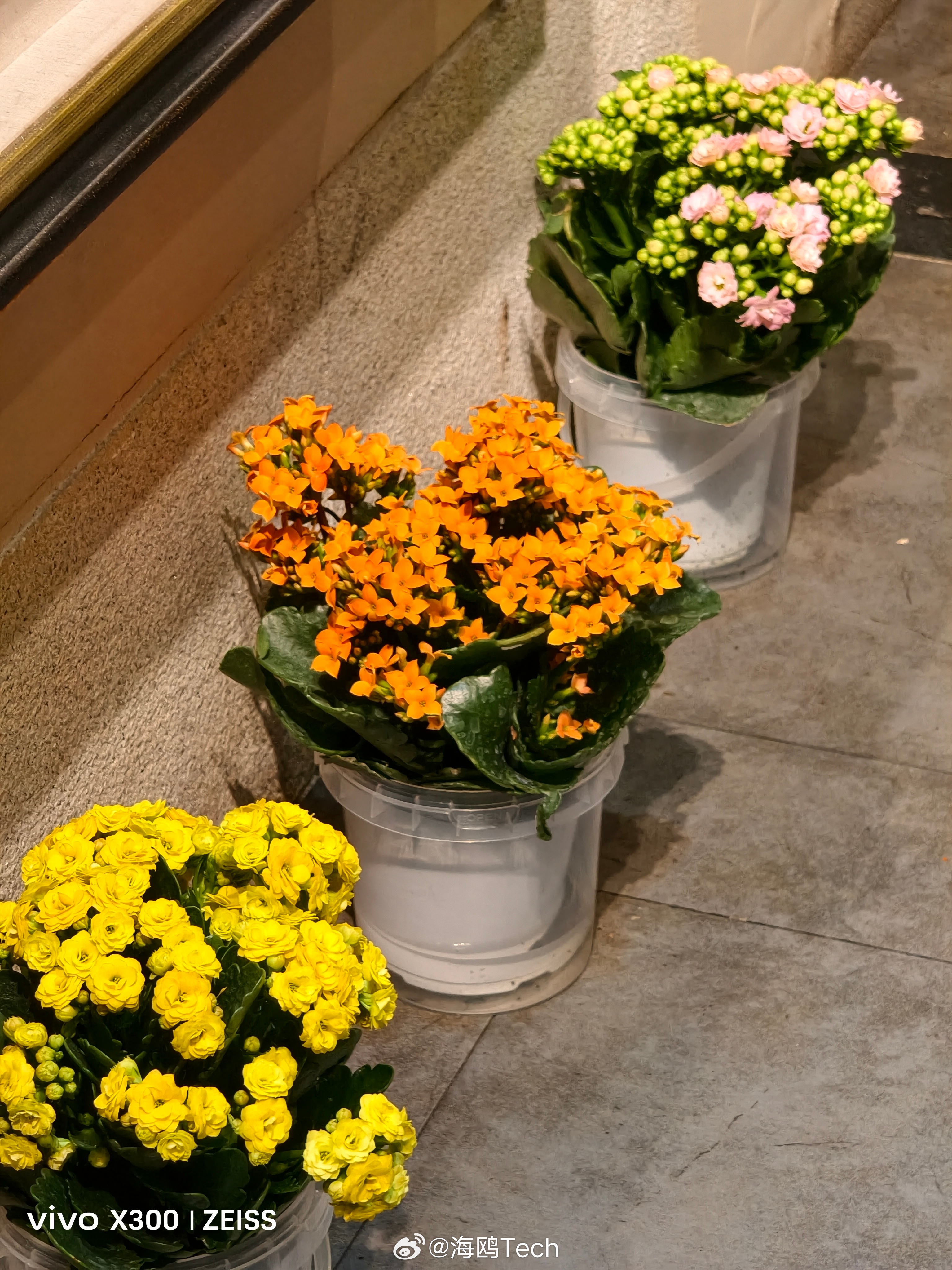 吃个午饭，临走才发现，这家餐厅的花挺好看，感觉不是传统的花色，各有特色，认识这是