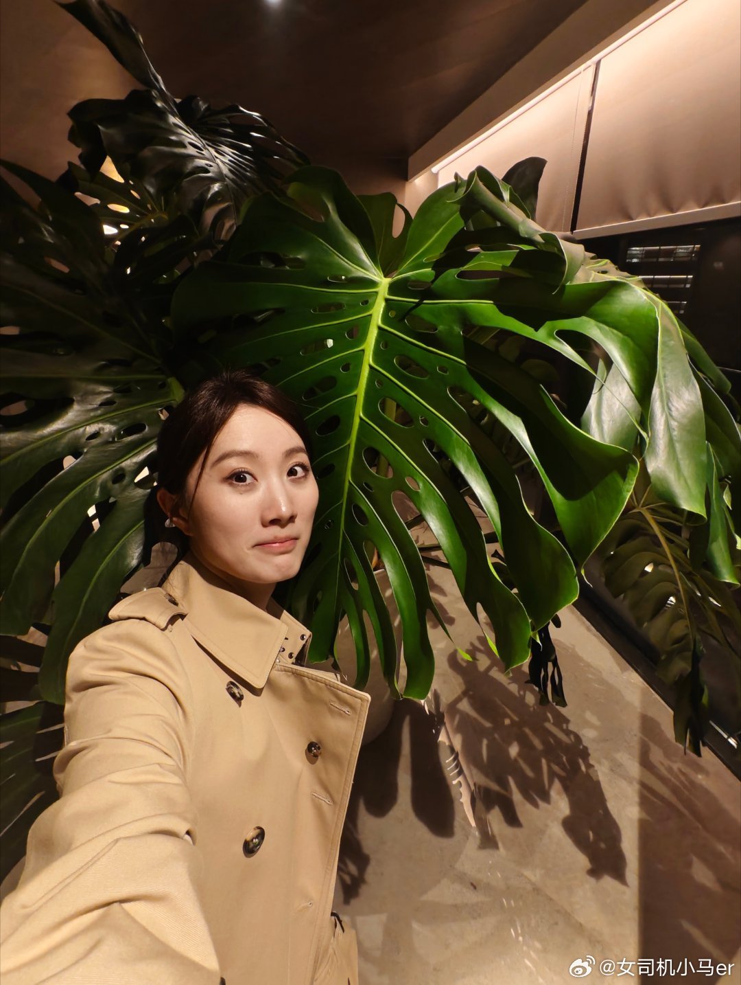 龟背竹竟然能长这么大今晚被子有了 