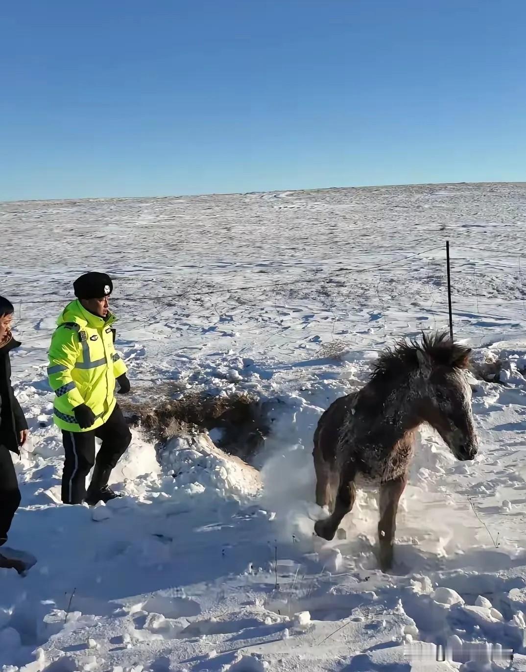 呼伦贝尔，一男子和朋友自驾游，忽然发现一匹马卧在路边雪堆里一动不动，本以为马是冻