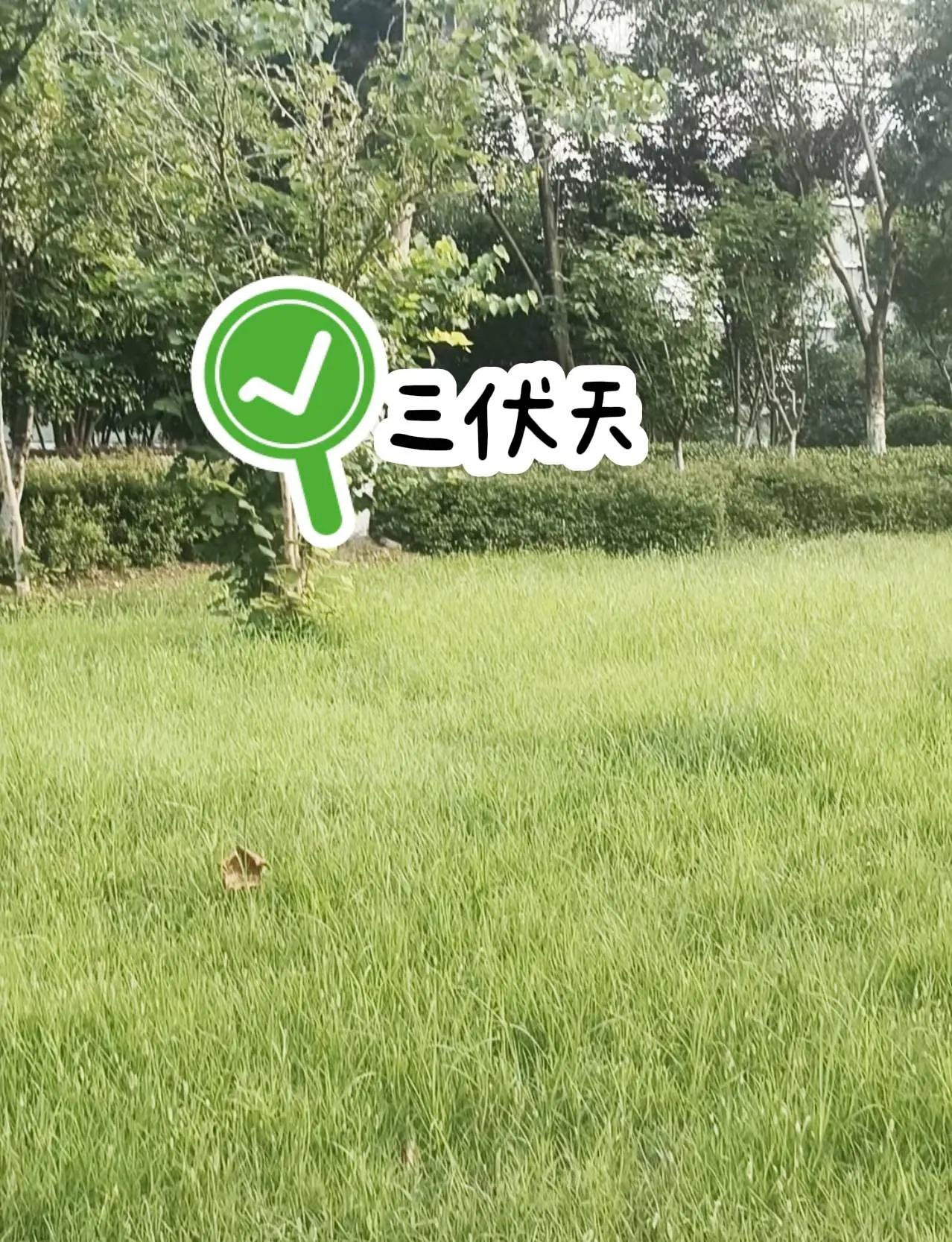 大比分扳平，天王山之战一触即发！但这波剧情反转来得太突然了！就在森林狼刚刚稳住阵