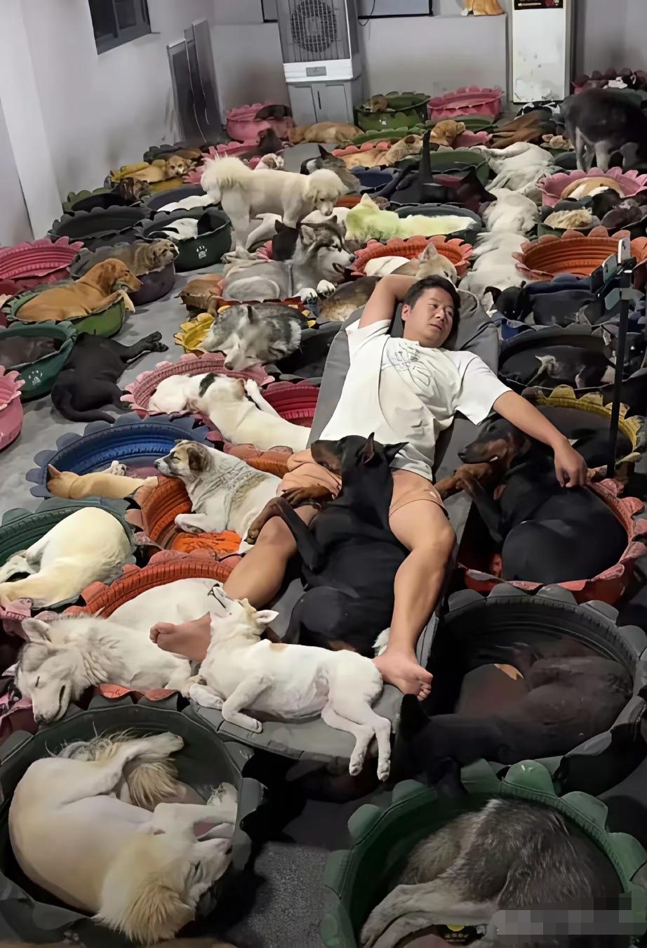 小区旁边新开了一家宠物店，店旁边还搞了一个露天的“狗窝”，每天路过那里必须干两个