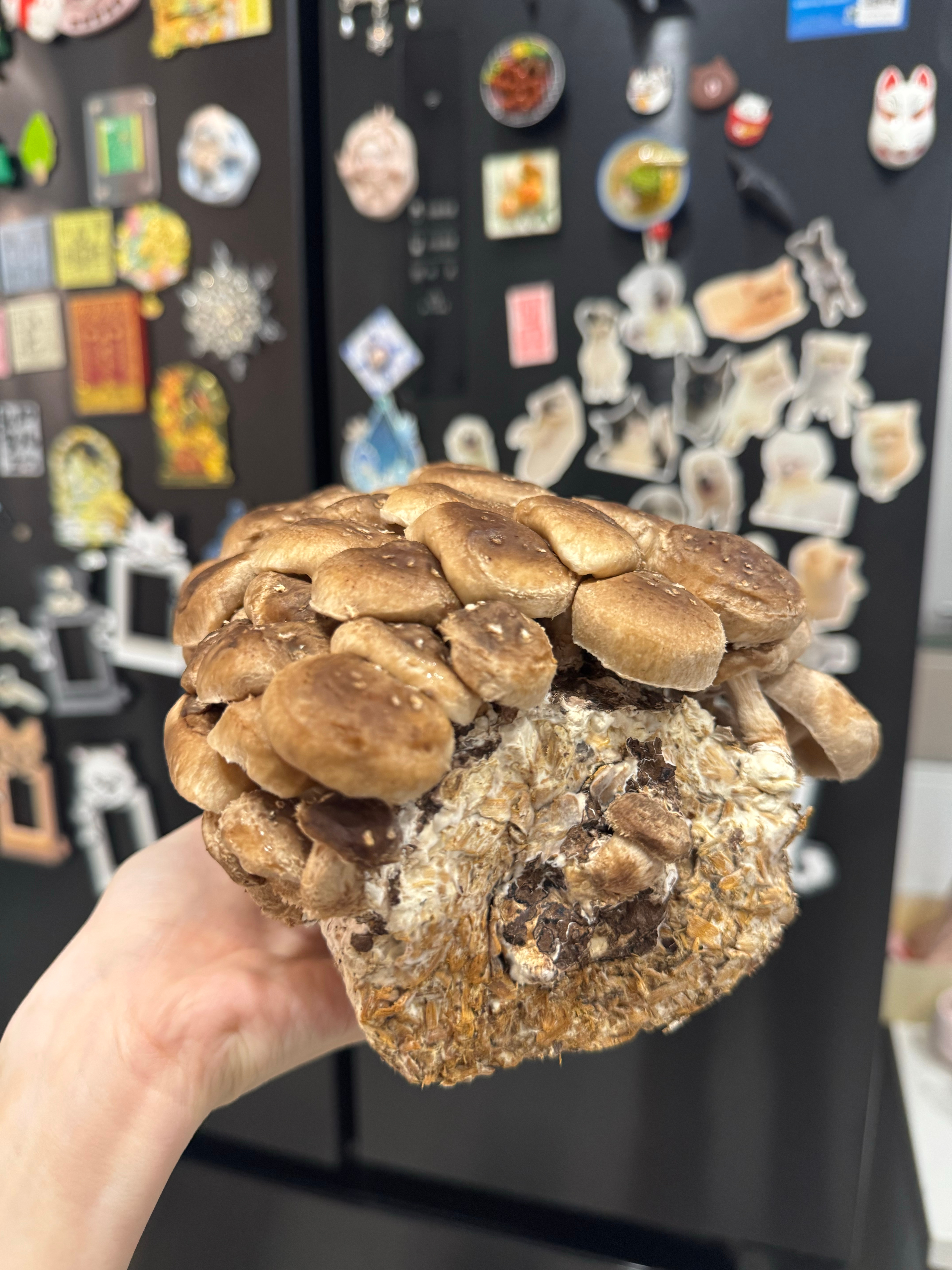 我的精神状态be like：已经开始养蘑菇了🍄‍🟫 ​​​