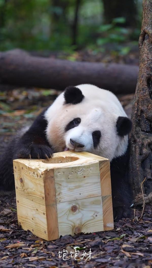 花花小宝宝明天就要六岁啦