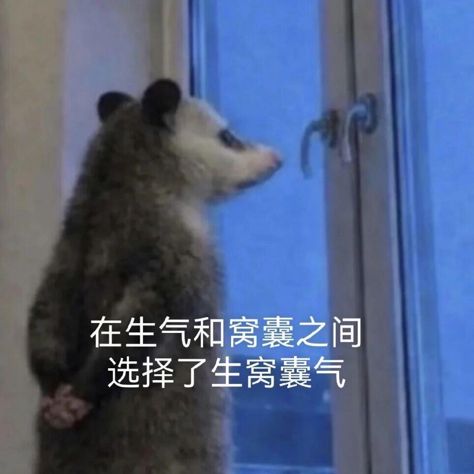 最近这个负鼠表情包好火，感觉可以配一切字 