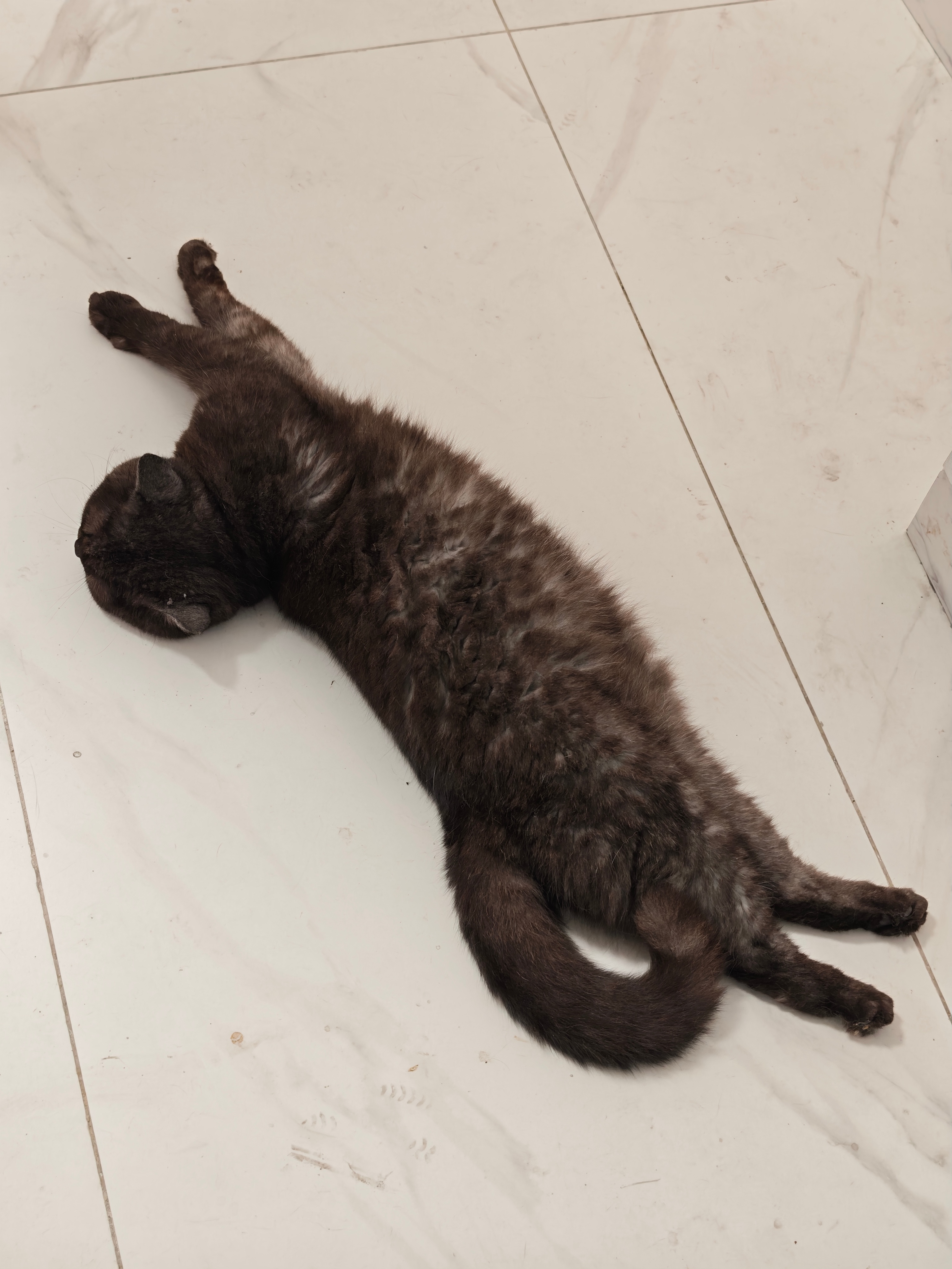 这躺姿可真惬意啊。猫咪摄影睡姿