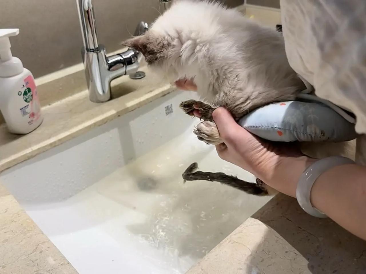 居然被当着几万人的面洗屁屁，我们小猫咪也是要脸的啊！最后小布布还是原谅了恼湿，一