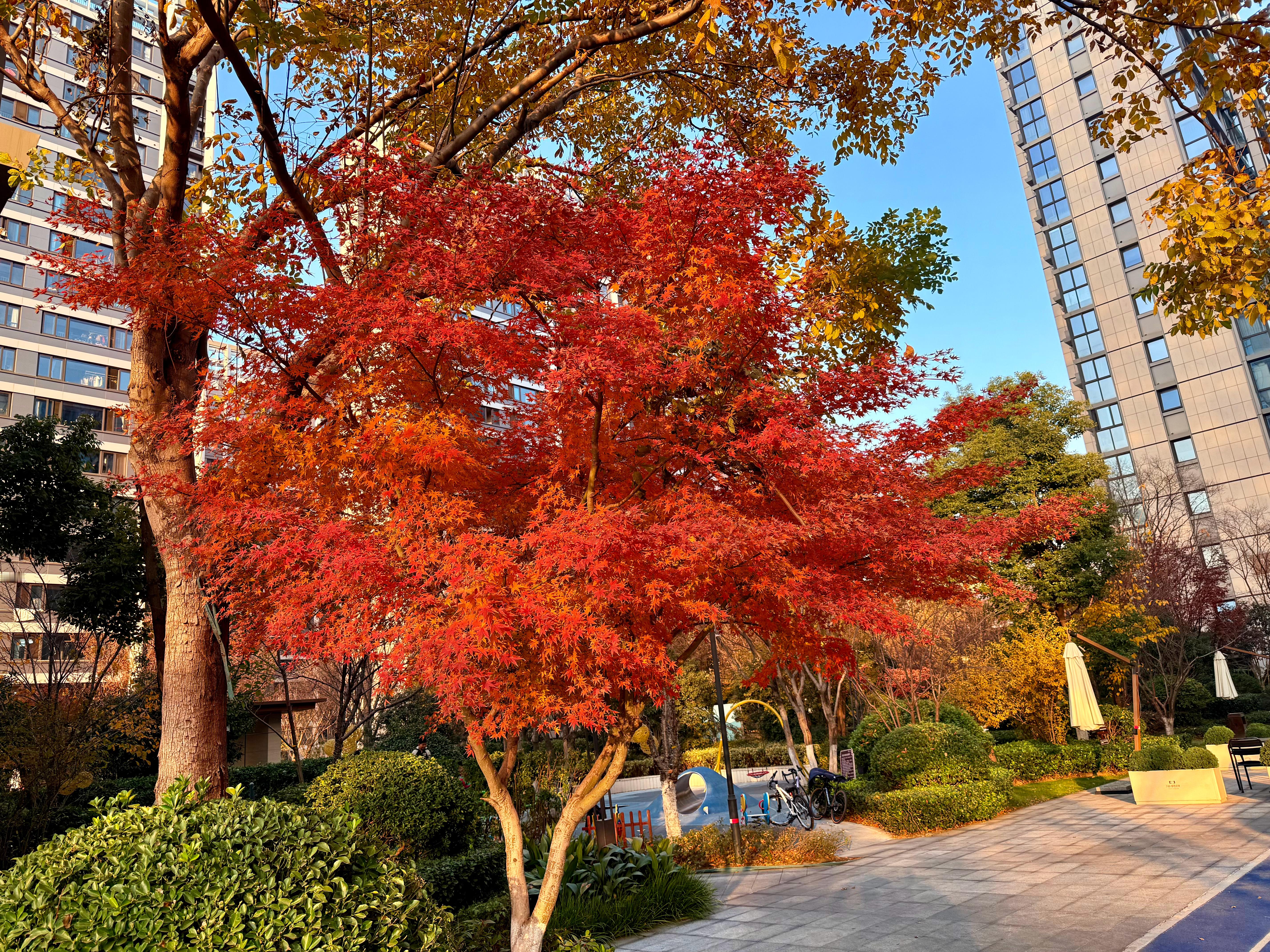 每逢秋冬，家楼下的枫叶就红了🍁 南京