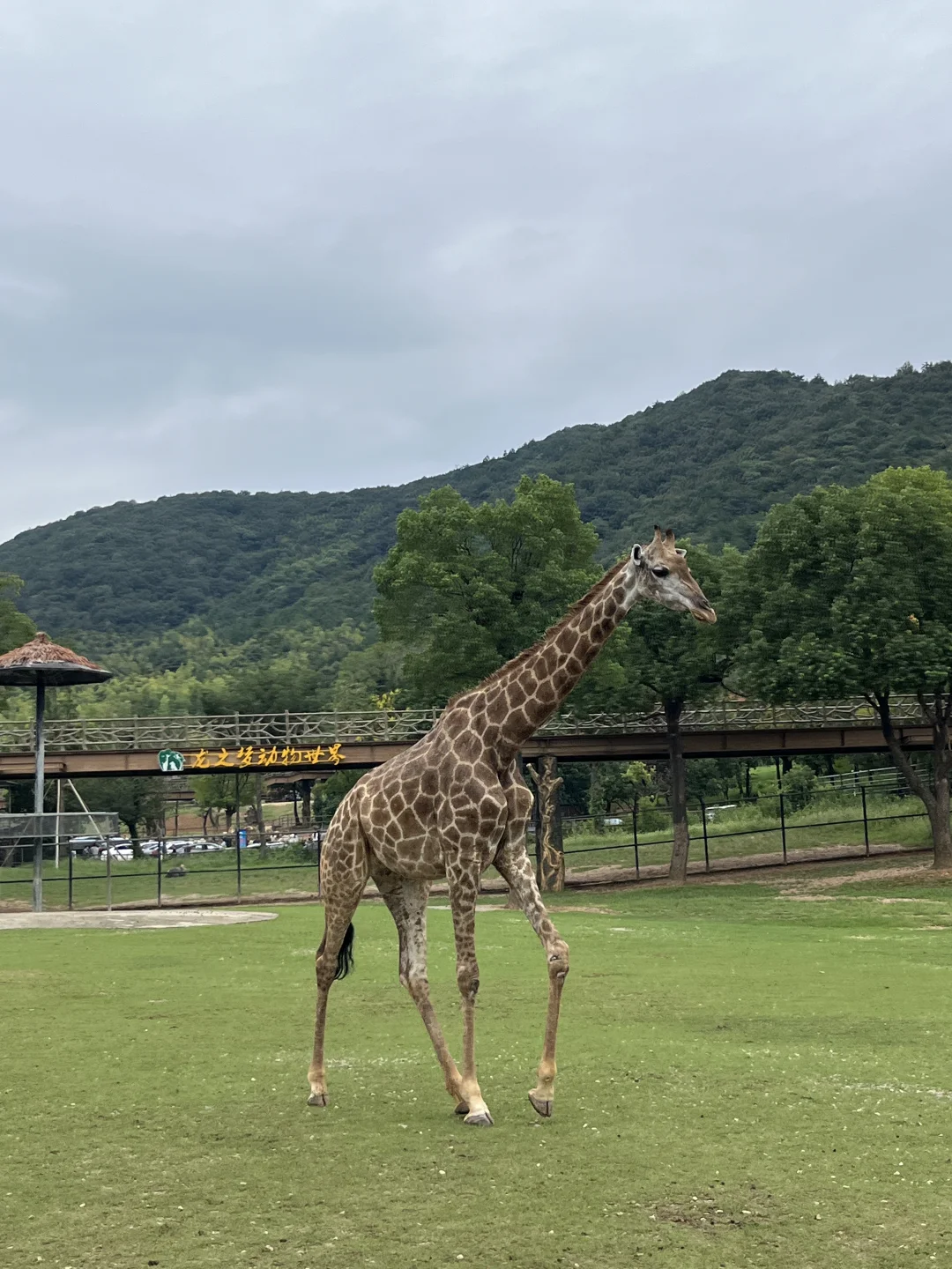 带女儿看了长颈鹿
