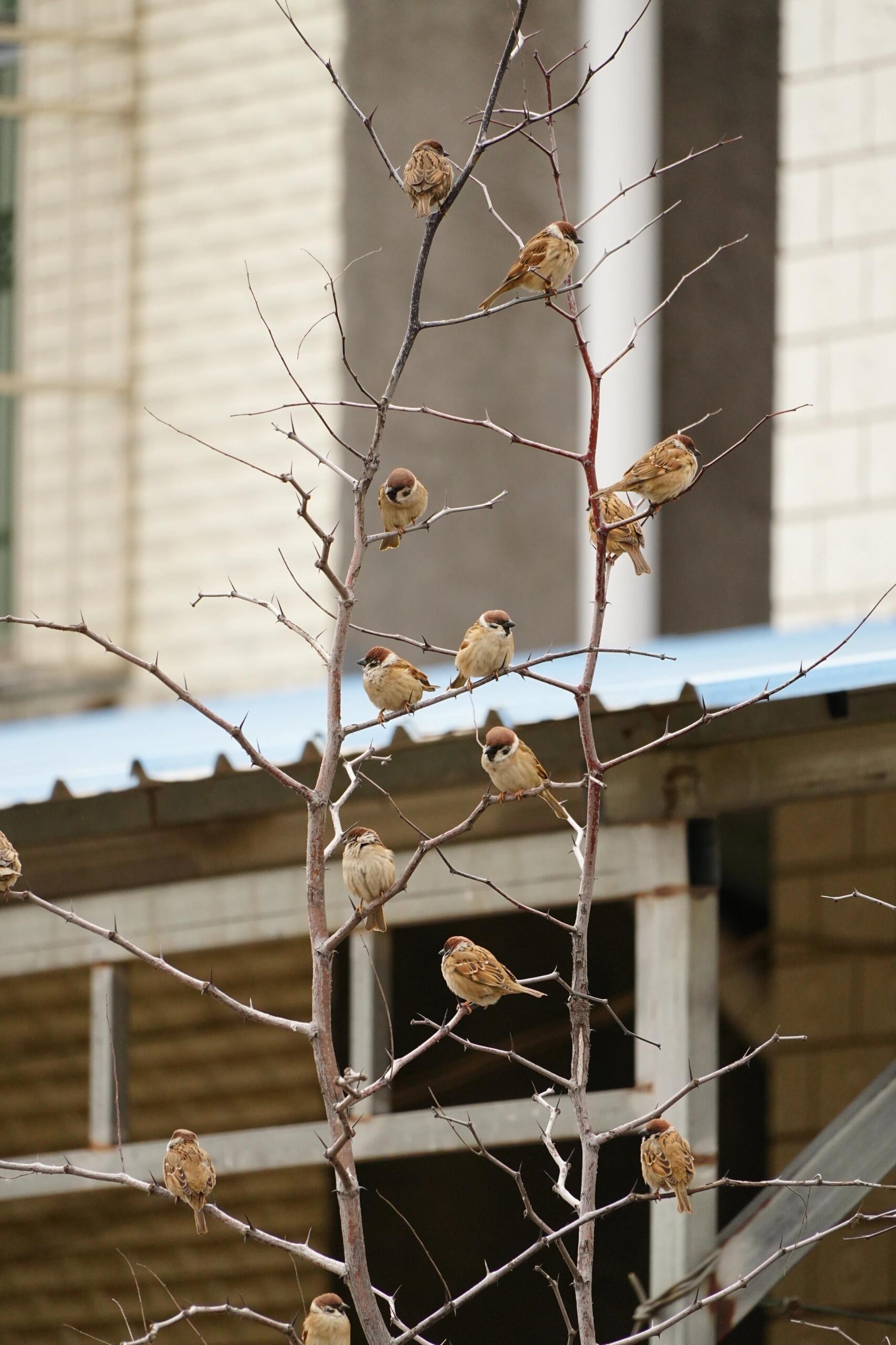 7899【🐦🌲】结满了果实的麻雀树 