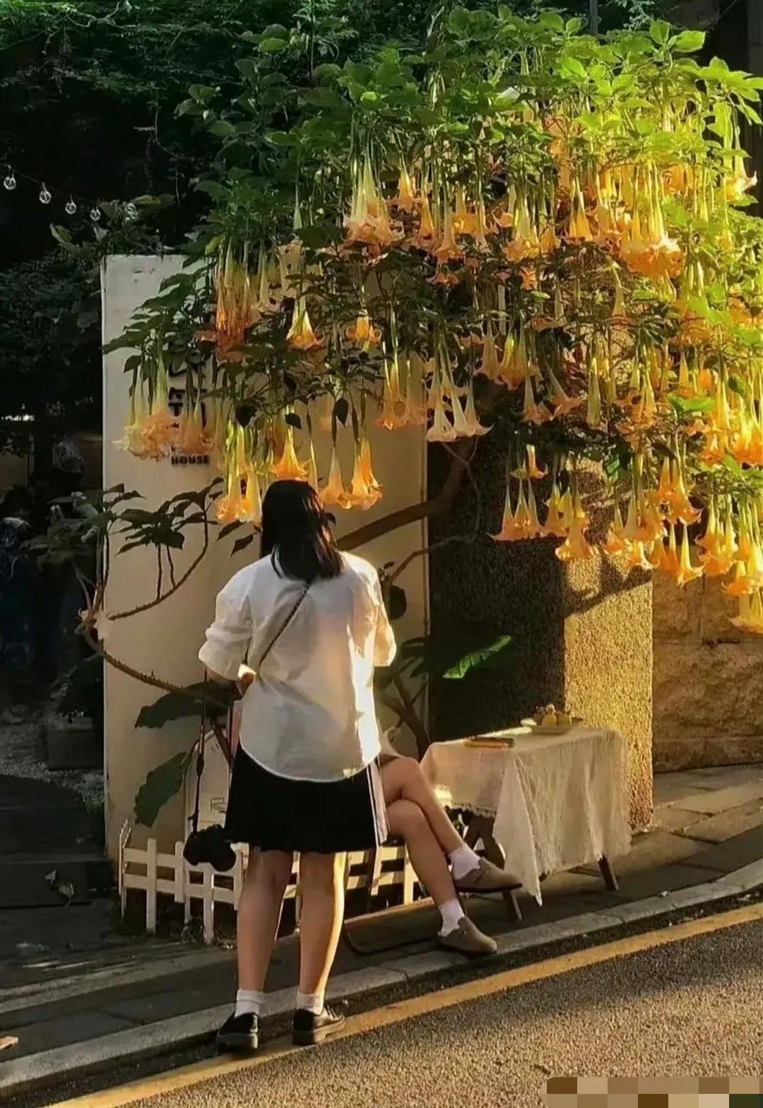 福建一户人家把“曼陀罗”养门口，吸引很多人拍照，路人：真好看！