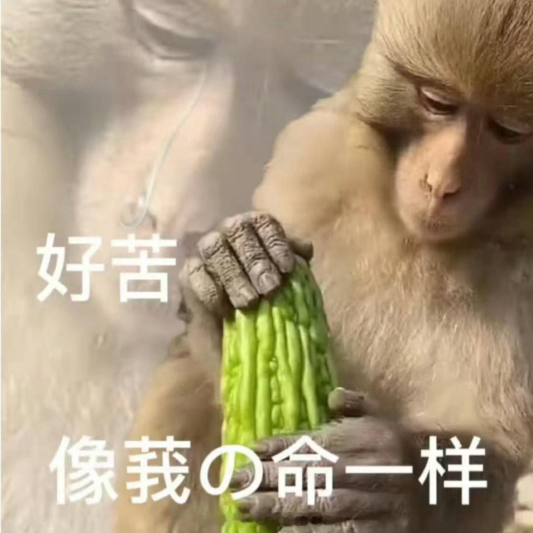 最尊重猴的剧组出现了很难遇见这么有诚意的喜剧剧组！猴子打工桥段荒诞写实，精准戳中
