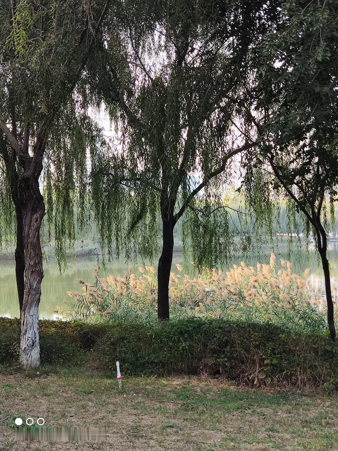 #秋日生活打卡季#
由于上次种花闪了腰，医生建议卧床休息，我请了一个月的病假，不