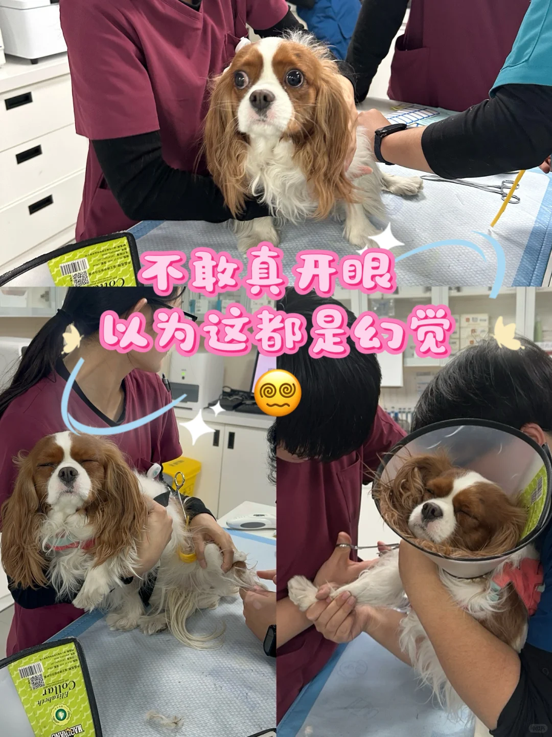 呆葵也生病了