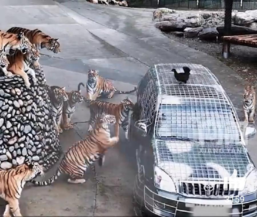 洛阳野生动物园“猛兽区司机”火爆招聘：高薪背后的勇气与风10月22日，洛阳栾川竹