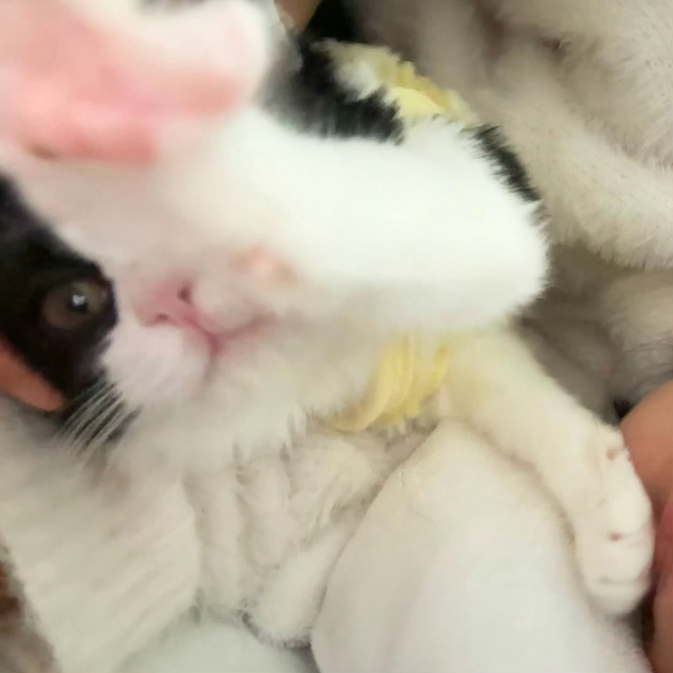 晚安🐾daily奶牛猫 （投稿：） 