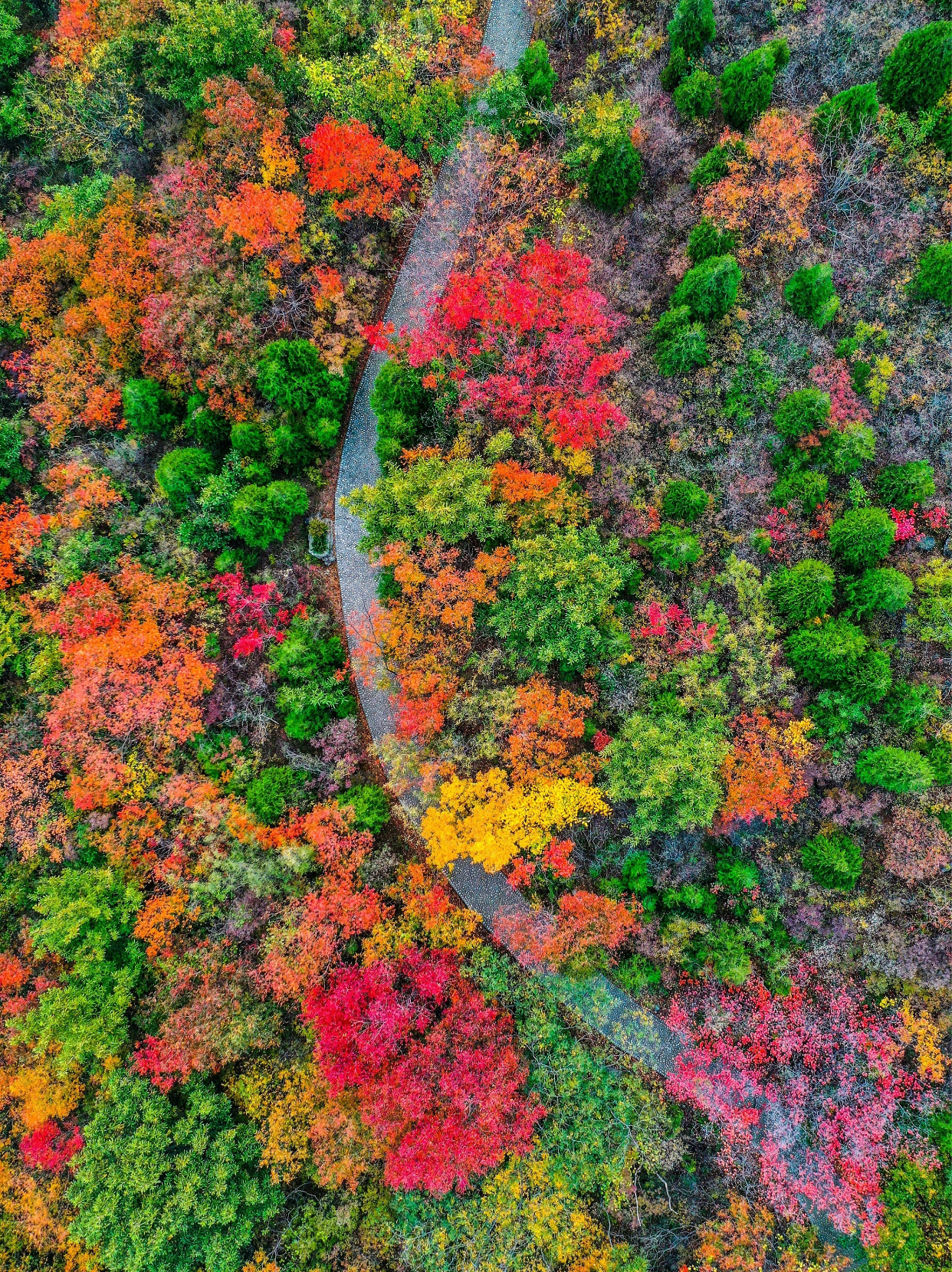 五彩斑斓的秋🎨来云台山，绝对不能错过的美景🍁🌈#现实版霜叶红于二月花# #