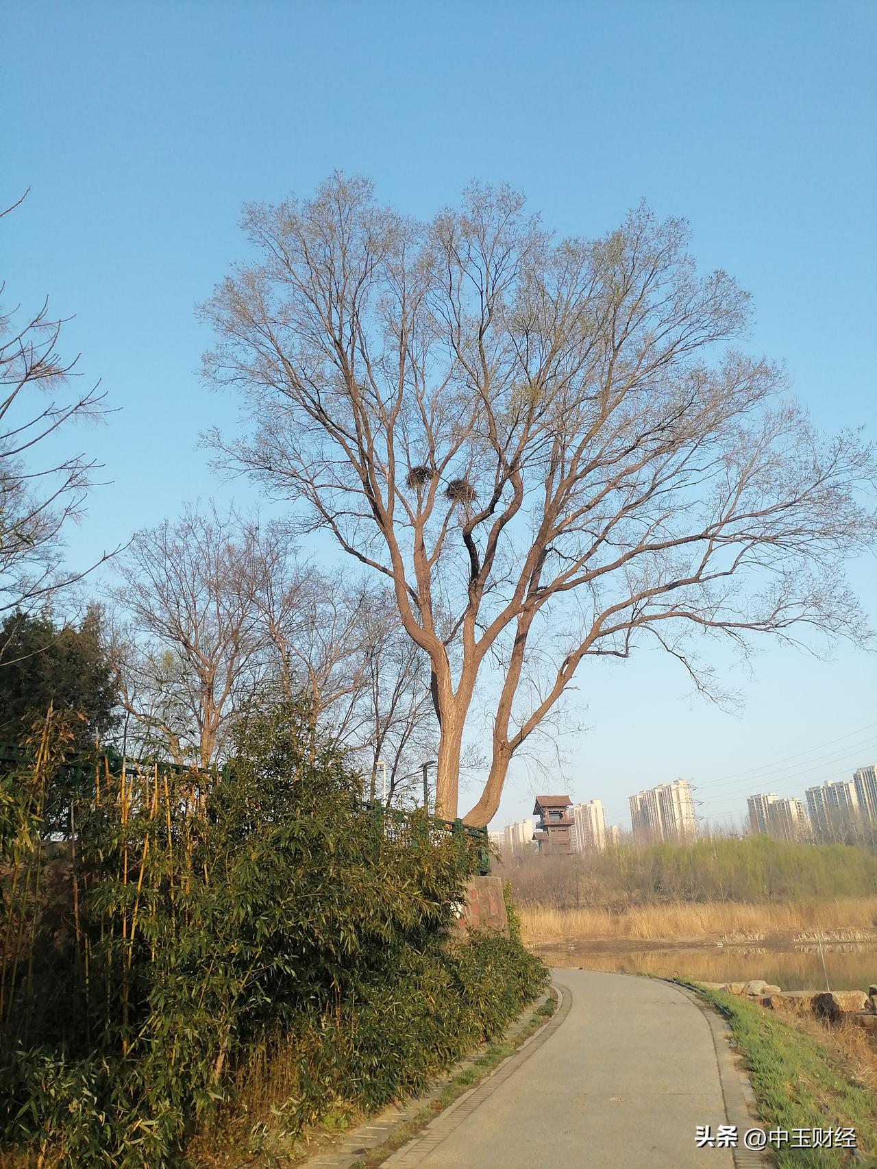 春日生活打卡季今日2月，二龙抬头，看看此时此刻的西流湖！湖水的水位下降，但湖两边