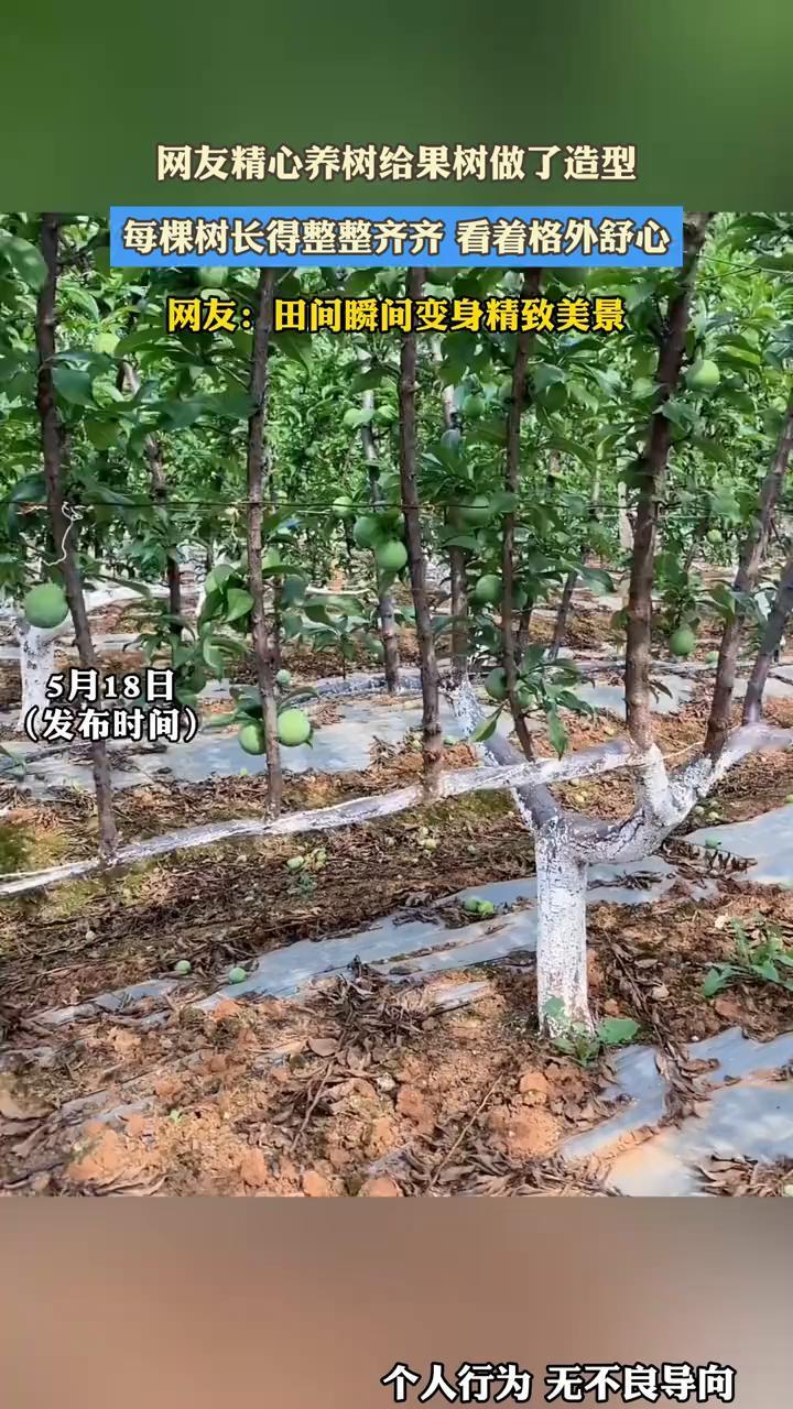 网友精心养树给果树做了造型，每棵树长得整整齐齐，看着格外舒心。网友：田间瞬间变身