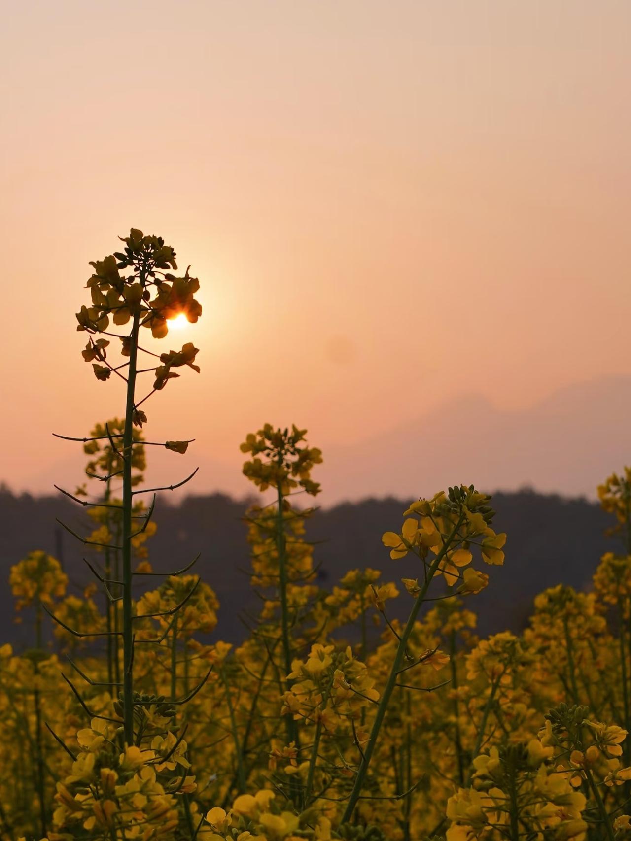 夕阳嵌在油菜花枝桠之间，整片花田浸在温柔的橘粉暮色里，远山朦胧，晚风轻缓，天地间