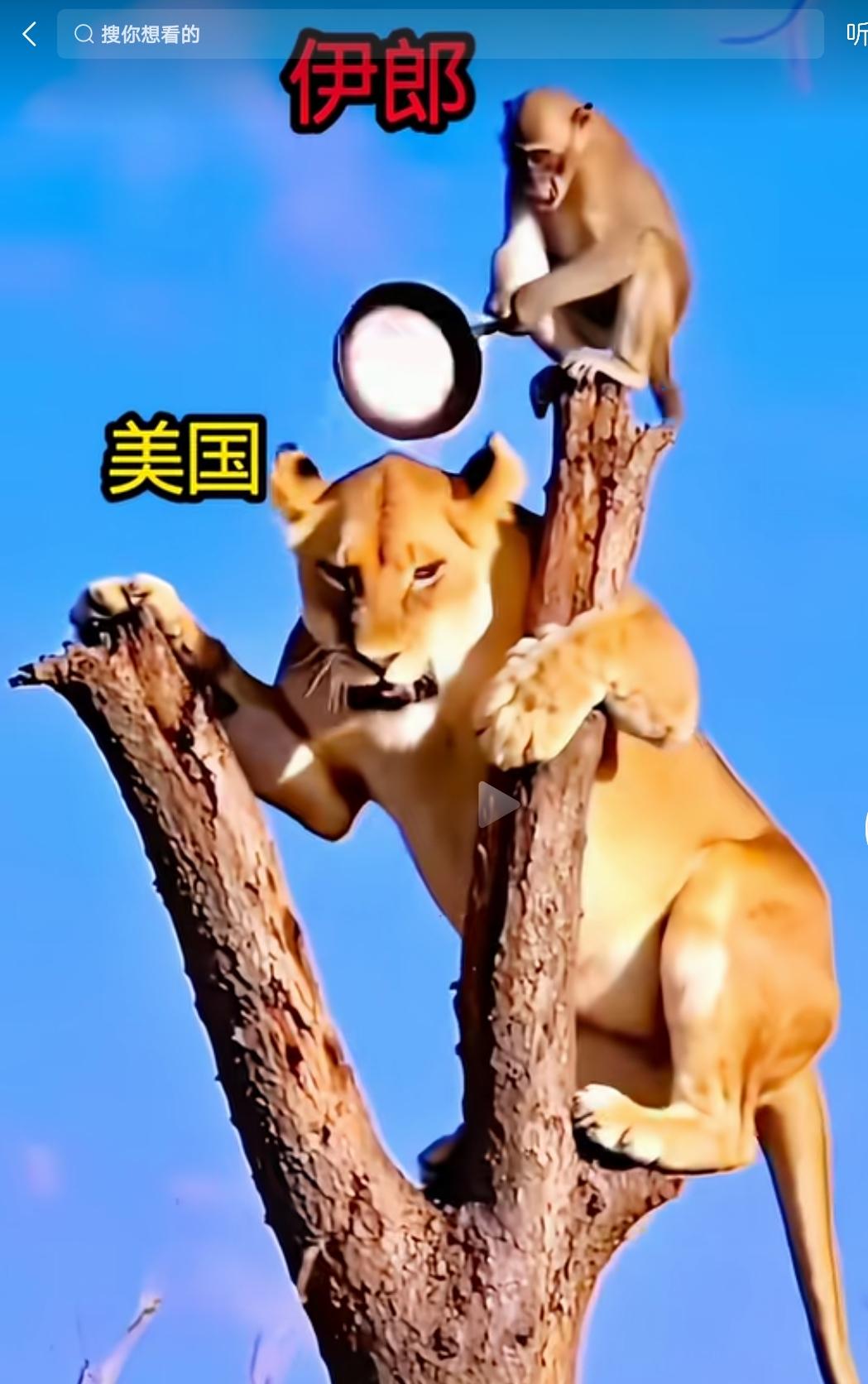 新美伊对决！
喜欢该图片的点个赞，不喜欢的请划走。
谢谢支持。