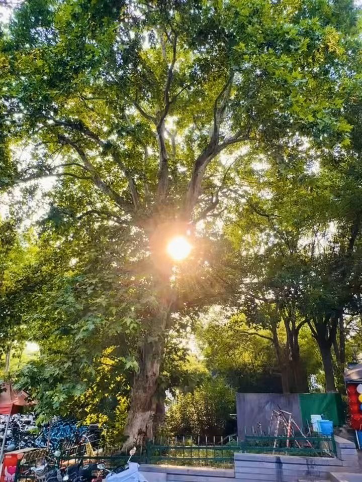 “晚风依旧，夕阳绚烂，满眼皆是你” 视频剪辑 ｜live实况图｜素材图｜动图背景