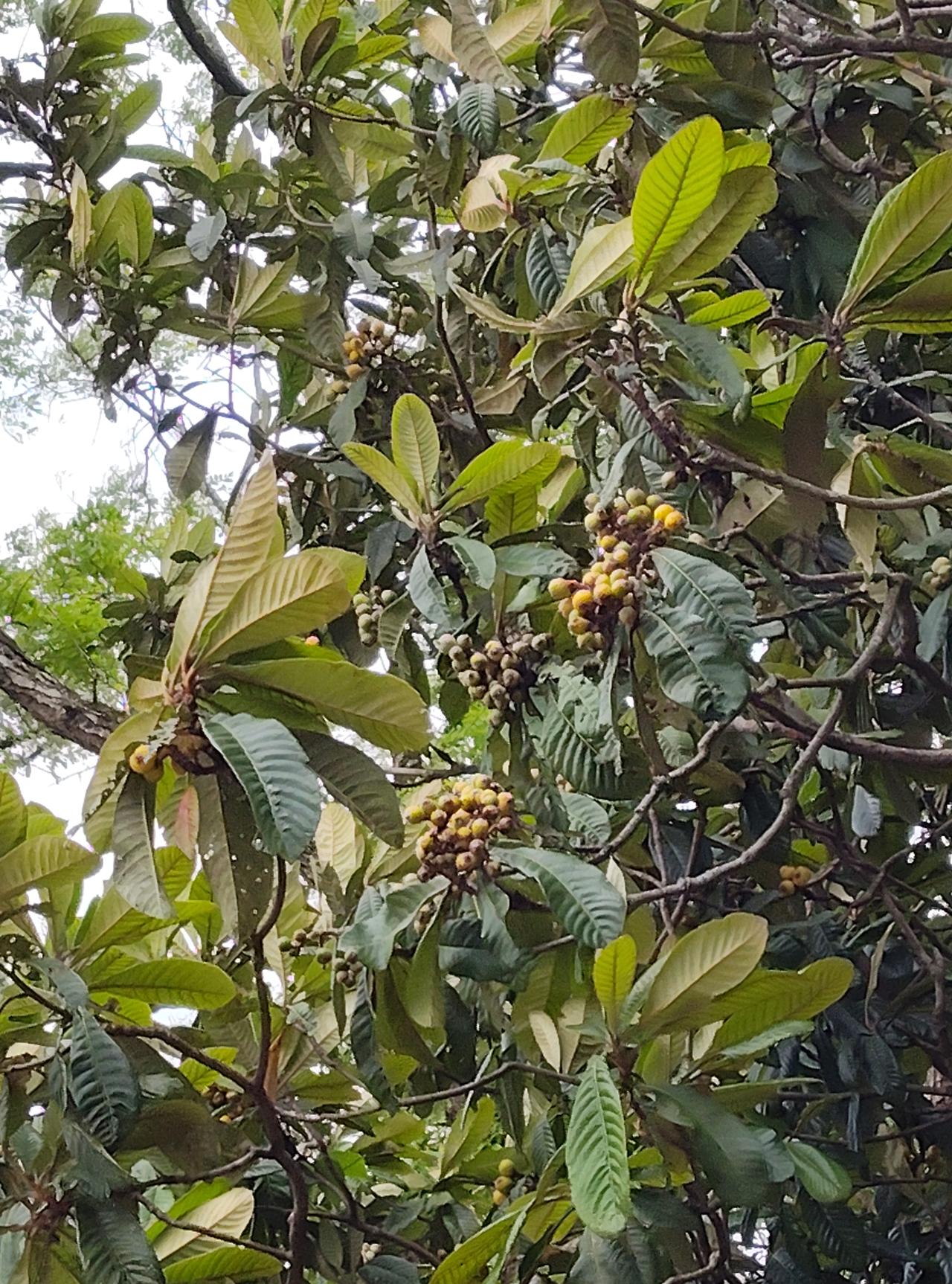今天你在大门口撒盐泼醋了吗？今天是农历五月初一（公历6月15），民间有在大门口撒