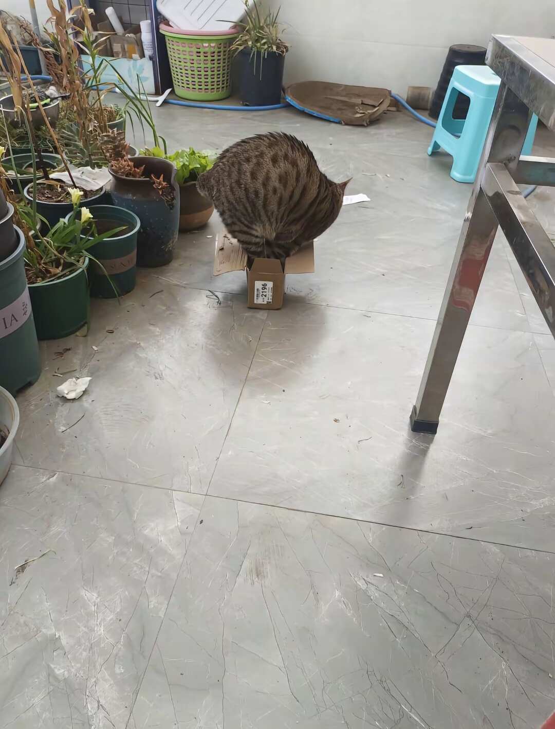 好笑吗我只看到了一个绝望的养猫入🐱 