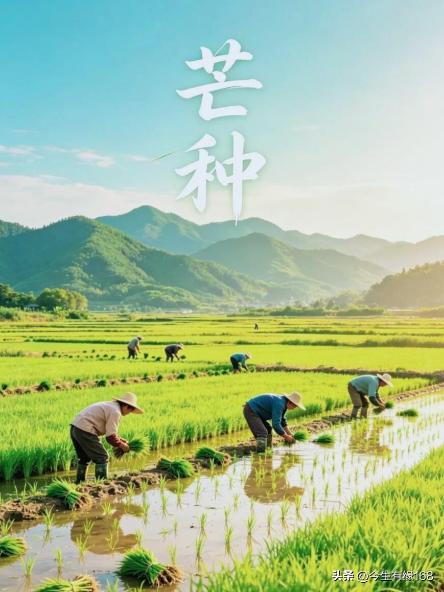 仲夏启幕，芒种已至。

一半是丰收的喜悦，一半是播种的希望。忙有所为，不负时光。