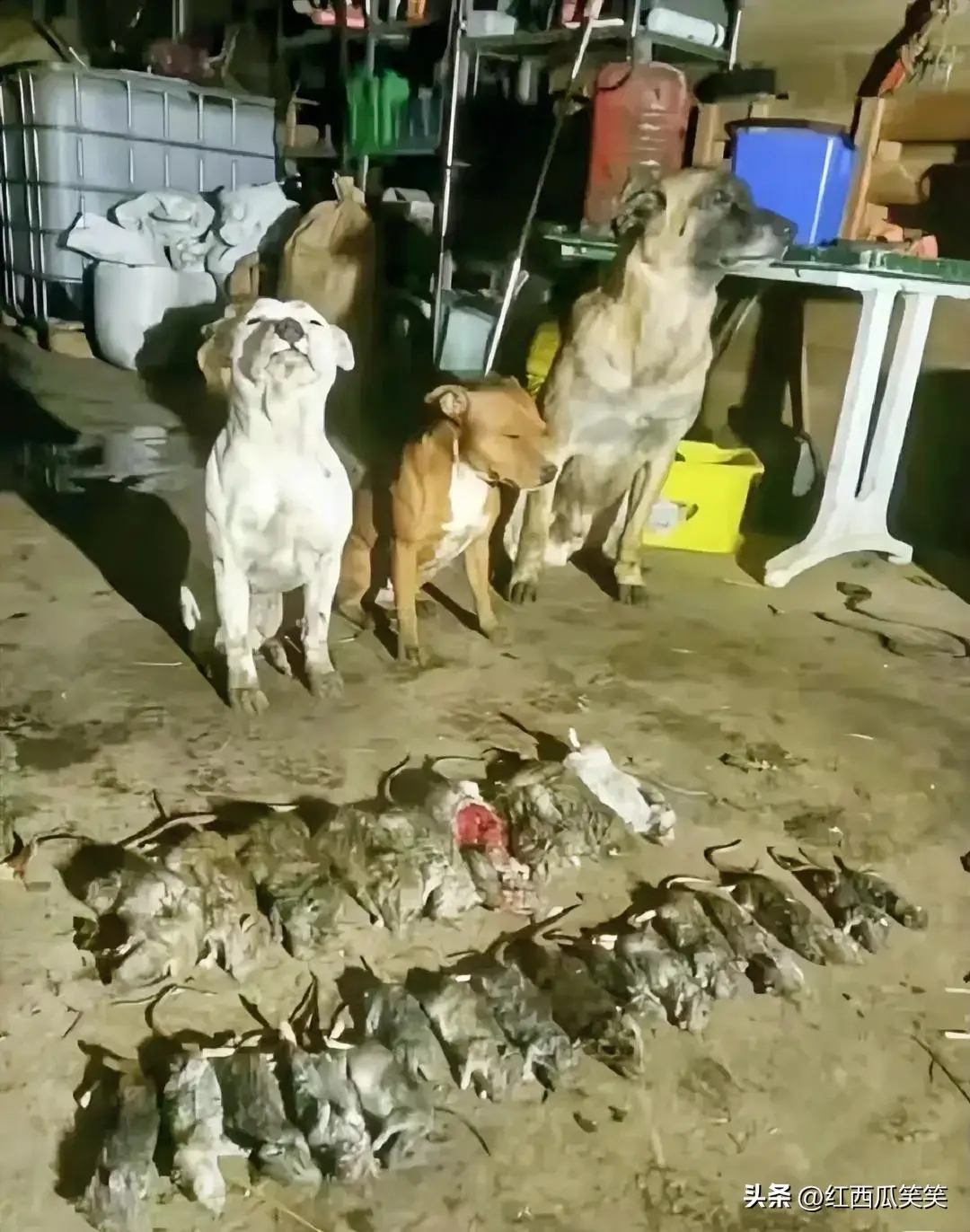 老鼠家族惨遭三只狗灭门案！犯罪现场。小白好骄傲，小黄：好像心虚老灰：高傲！