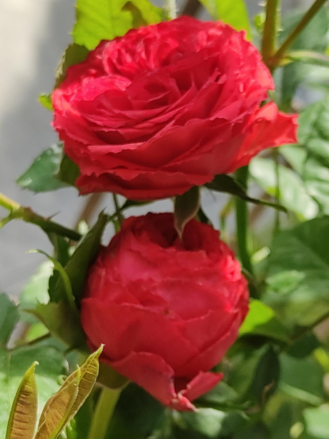 是花就会展现出它的美丽