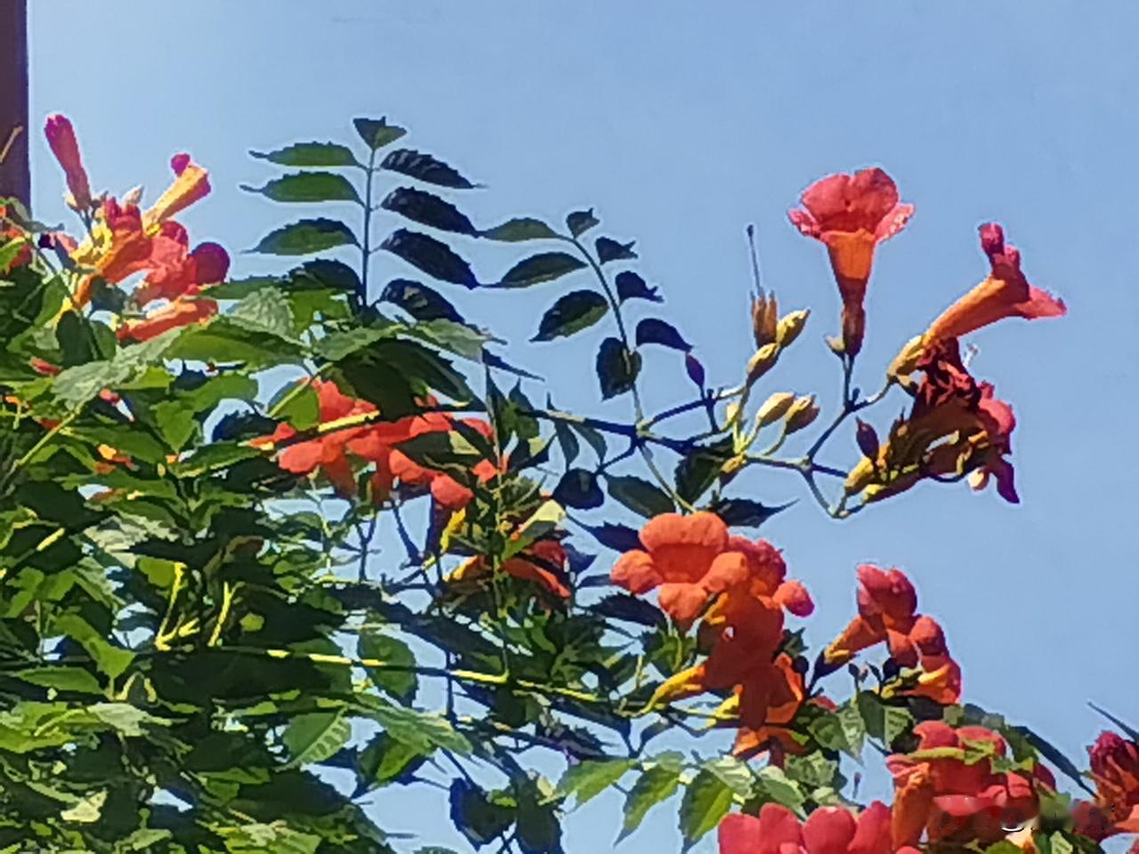 相册里的花花草草凌霄花是紫葳科凌霄属攀援藤本植物。它的花朵呈漏斗形，颜色鲜艳，常