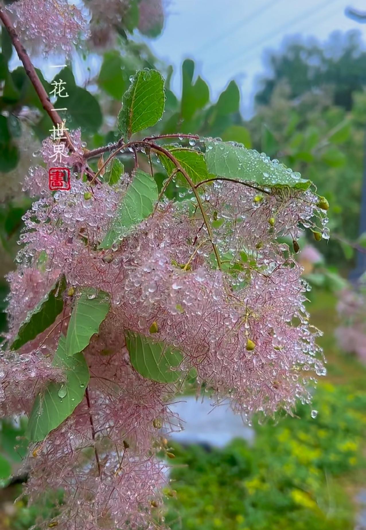 雨中花～