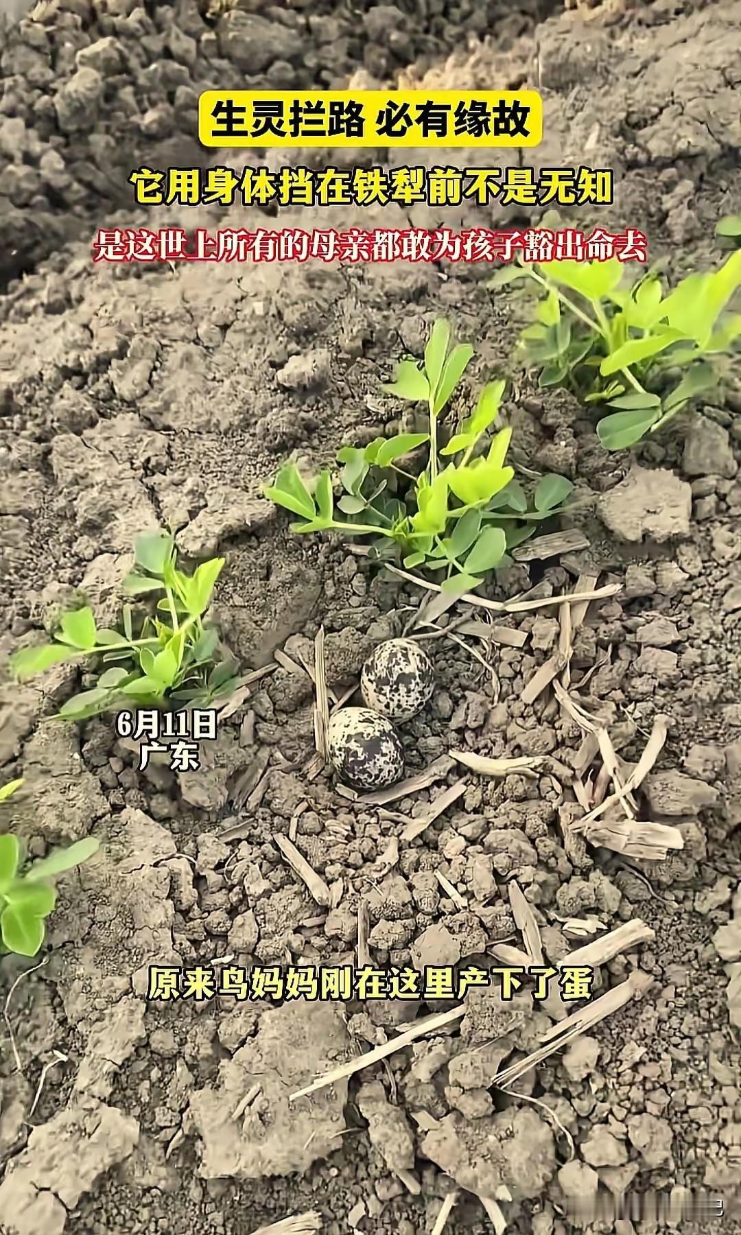 在广东，一名驾驶农机车的男子，驾驶农机车一边犁地，一边行驶，突然发现前方有一只小