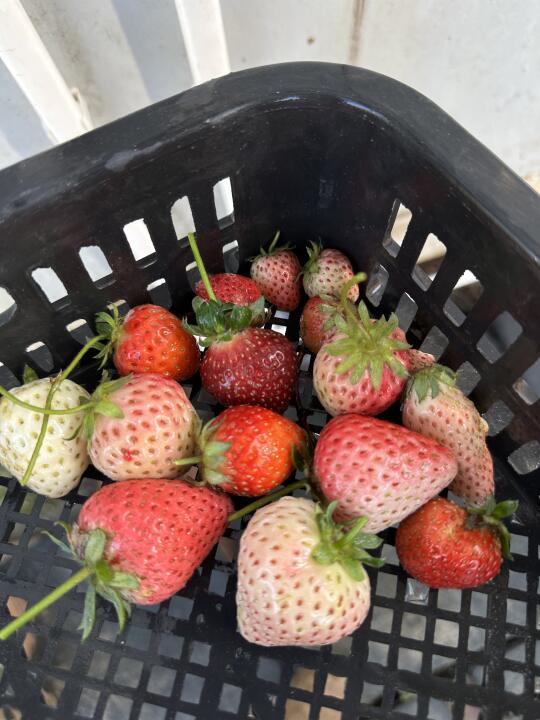 草莓·自己种的果子完全不打药！丑丑的甜甜的