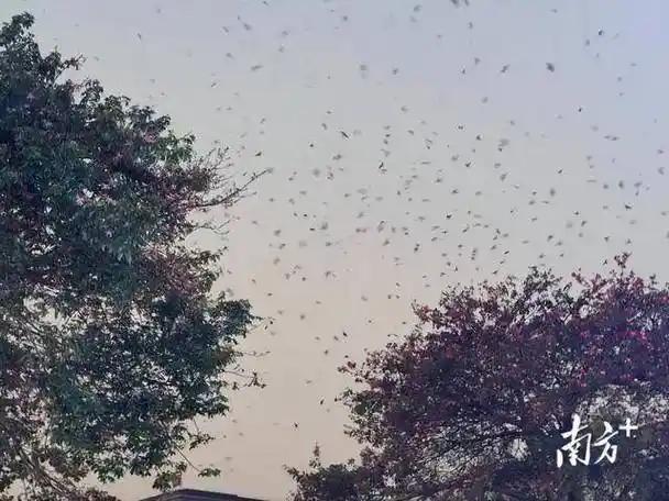 天降"鸟屎雨"！佛山顺德居民遭遇燕子大军，车辆、环境遭殃，官方回应来了！


近