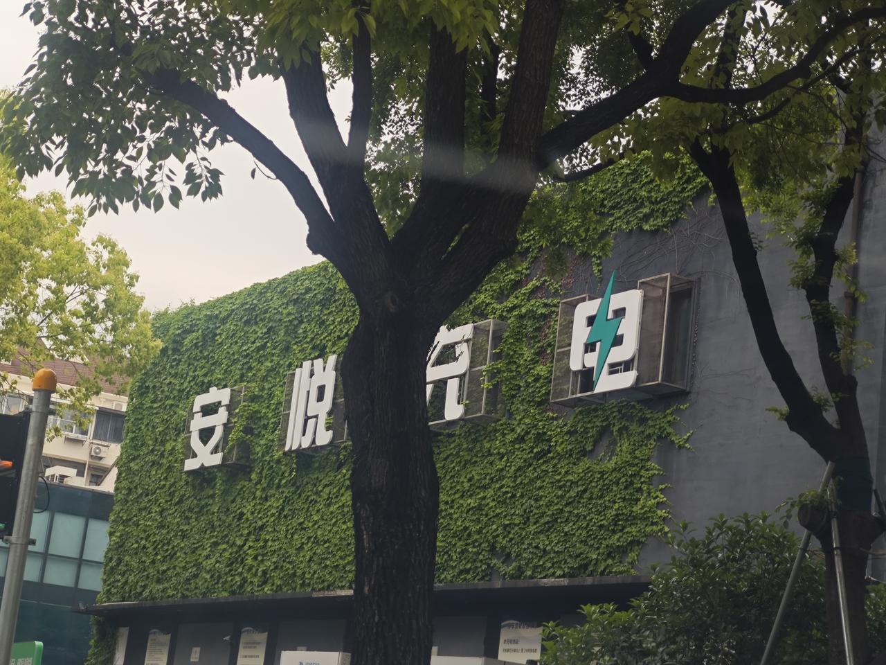 路过上海虹口的一个产业园区，只见园区墙外立面的底墙大面积被爬山虎占据，密密麻麻的