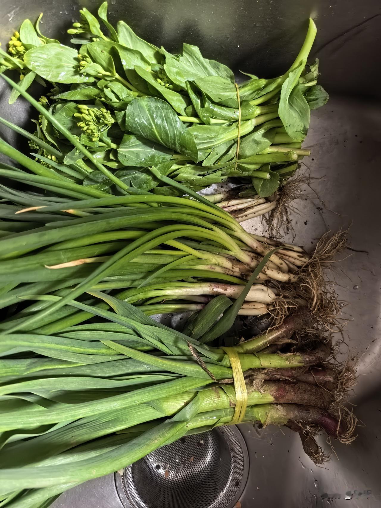 [微风]早市上5块钱买到青菜[捂脸]
一大把鲜嫩的油菜苔儿，一大捆短粗的蒜苗，一