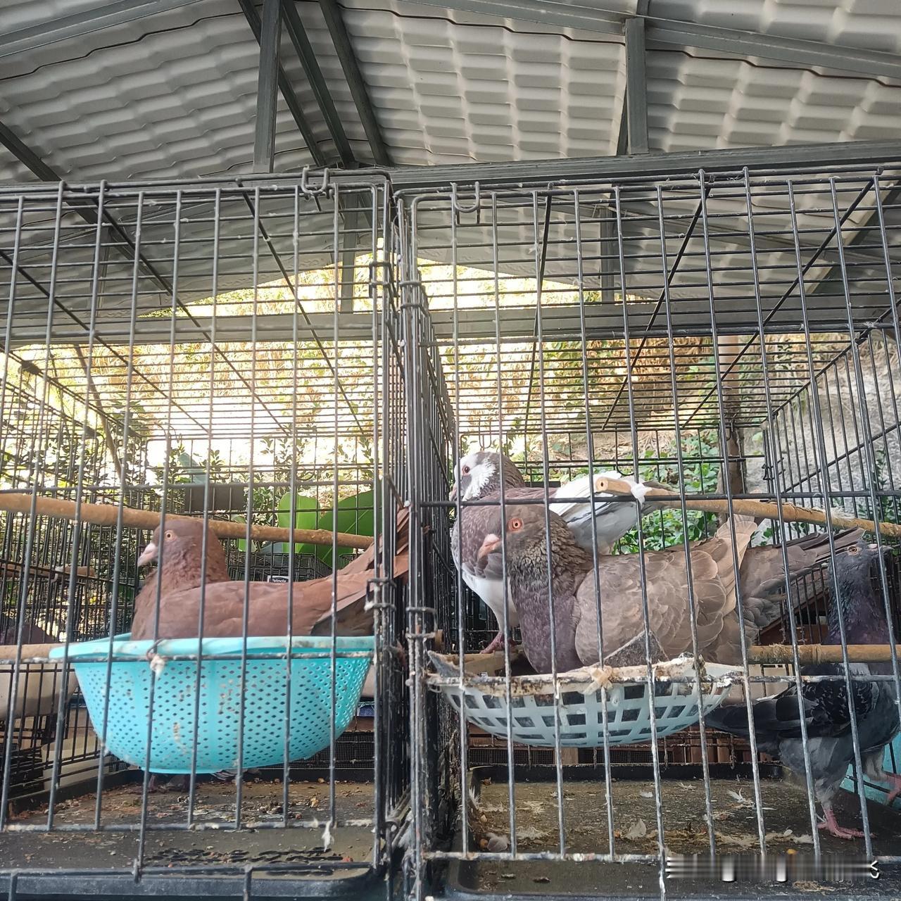 美丽又可爱的鸟儿，吸引了我的目光。
冬日生活打卡季 
动物