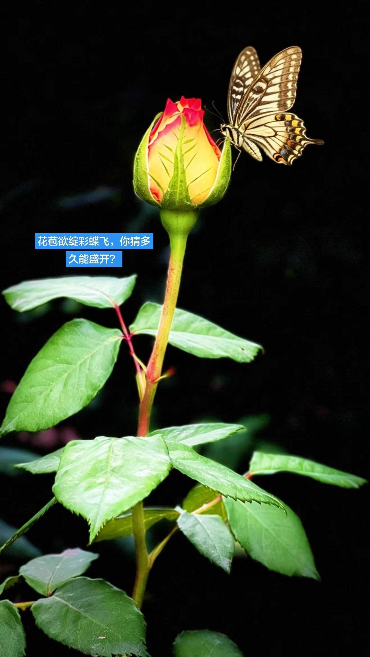 湿地公园月季花开，半个小时终于找到了一朵