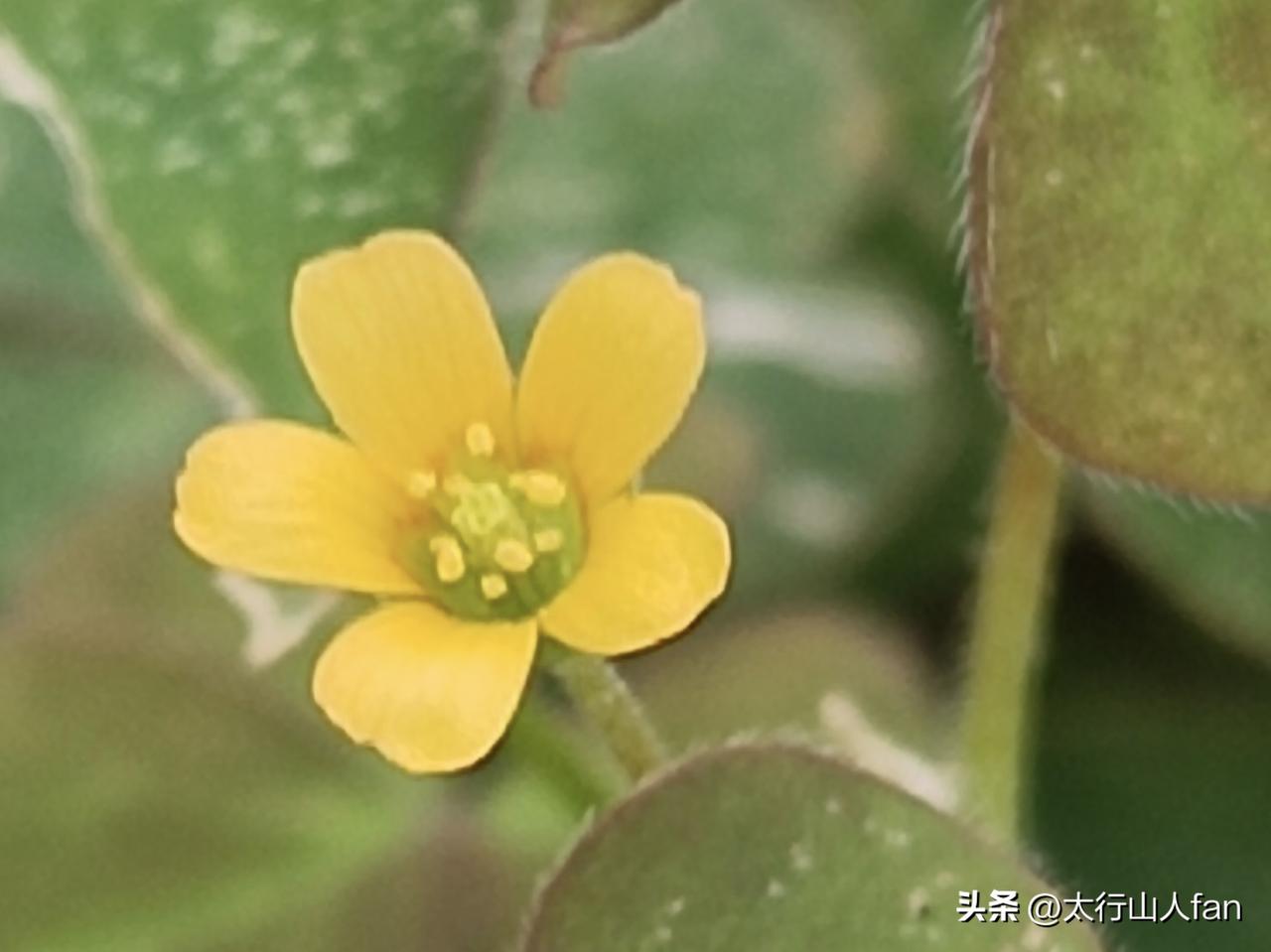 生命力极强的酢浆草
——酢（cù‌）浆草在路边、草丛、湿润的墙角都很容易见到。（