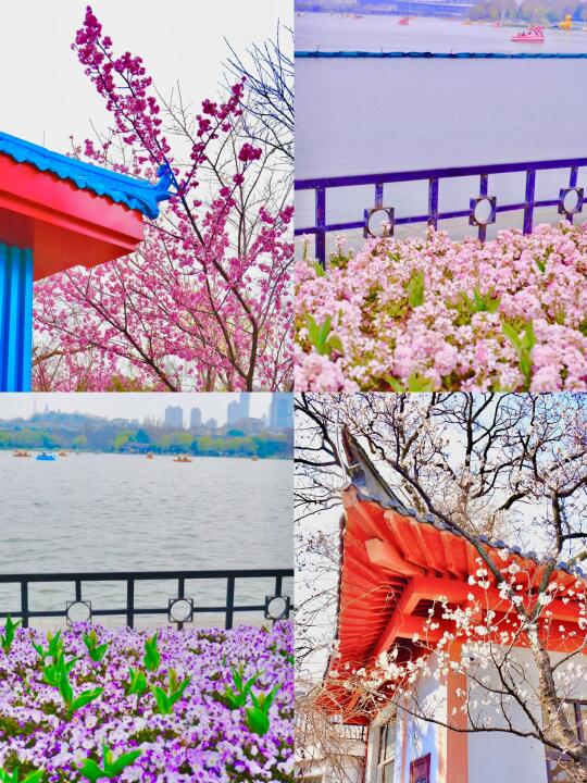 玄武湖3月初赏花全攻略🌸不愧是6A景区！