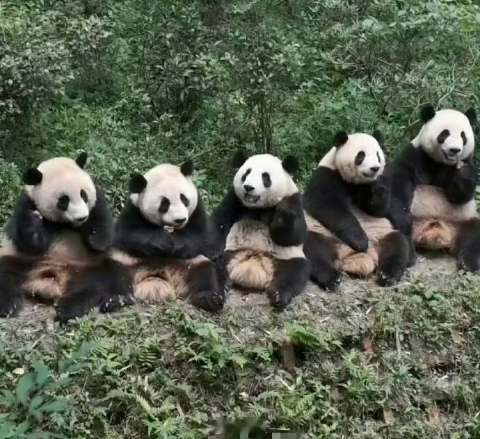 遇到一排熊猫请不要无视，你的运势三倍上升！  