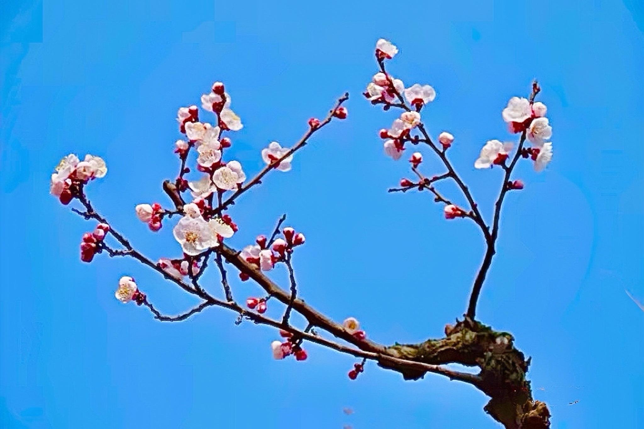 阳春三月春暖花开