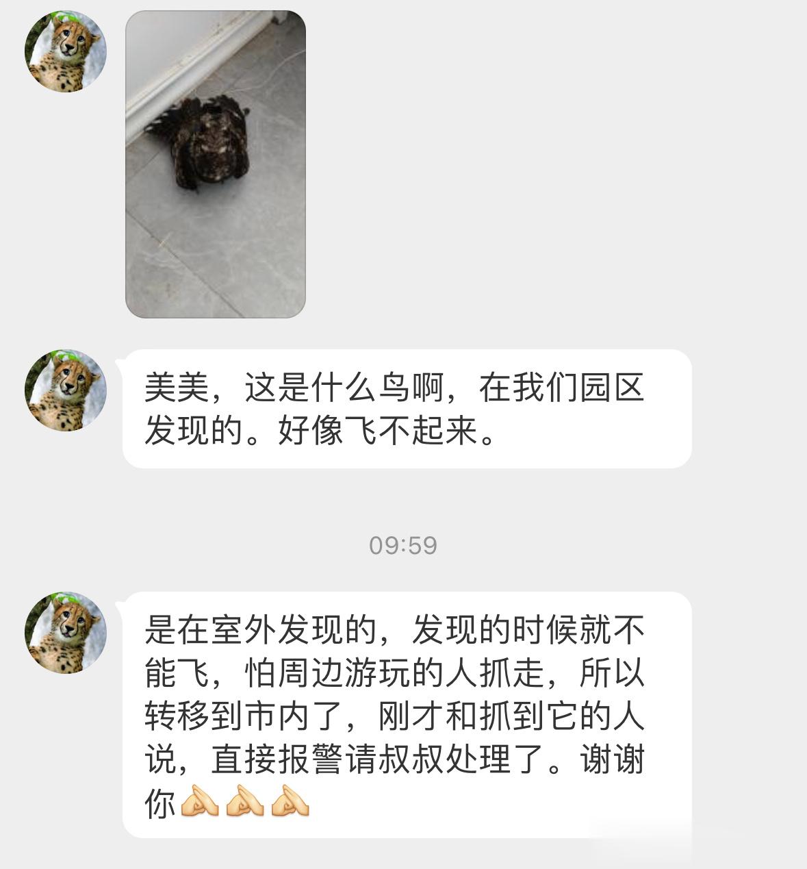 #鸟粉投稿# 外面发现一只【夜鹰】它们白天喜欢趴着一动不动睡觉觉，天黑后才开始活