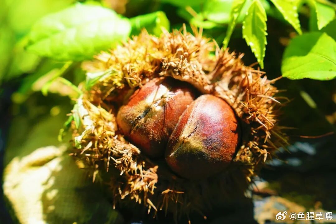 我爱板栗！🌰松阳秋日限定美味上线！象溪镇南坑源村的板栗迎来丰收，枝头挂满饱满栗