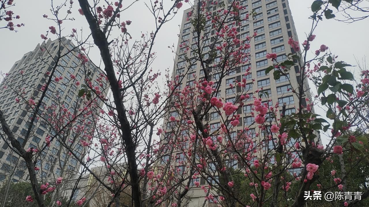 今年春来早，2月5日，江南苏州花儿绽放，树枝上火红的花朵，为春寒料峭的季节带来勃