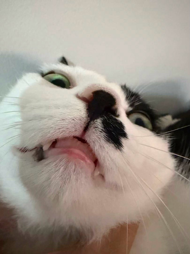 “您好这里是昼伏夜出的奶古拉伯爵🧛”daily奶牛猫 （投稿：） 
