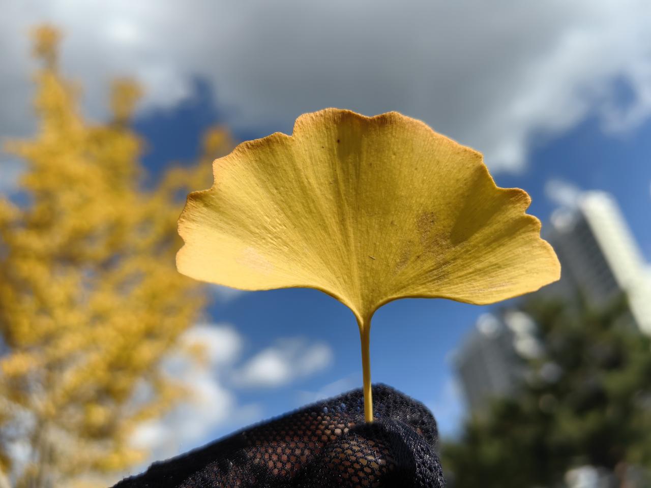 作为家长是通过智慧的方法，将“玩手机”这个矛盾点，巧妙地转化为了一个亲子合作、激