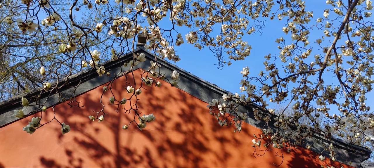 清凉寺的玉兰

这几天天气都不错。
你想要的那种什么
蓝天白云，
风和日丽，
绿